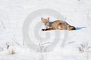 Winter red fox photo