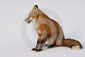 Winter Red Fox in Whitehorse, Yukon, Canada