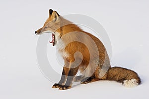 Winter Red Fox in Whitehorse, Yukon, Canada