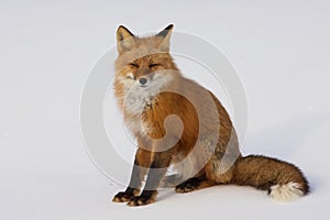 Winter Red Fox in Whitehorse, Yukon, Canada