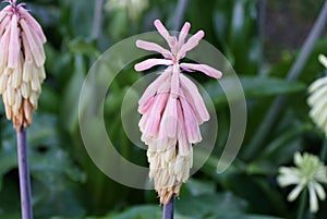 Winter Red-Hot-Poker flowers, with scientific name Veltheimia Bracteata
