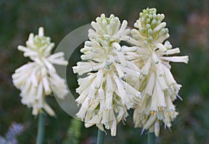 Winter Red-Hot-Poker flowers, with scientific name Veltheimia Bracteata