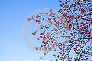 Winter red mountain ash berries against the blue cold sky on the bare branches of a tree