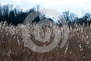 Winter reed bed