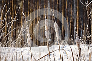 Winter reed with hoarfrost frosty sunny as a background