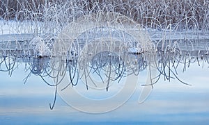 Winter Reeds and Reflections