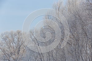 Winter Rime Scenery at Daytime in Famous Rime Island in a winter day, Jilin Province, China