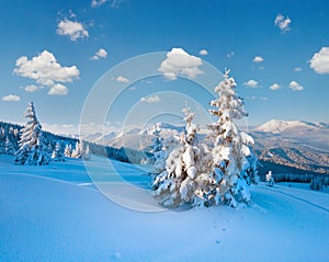 Winter rime and snow covered fir trees on mountainside (Carpathian Mountains, Ukraine