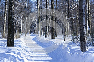 Winter road. Road with birches. Sunny Winter morning.