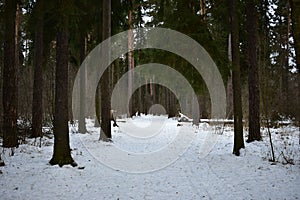 Winter road through the fir forest. Coniferous forest, tall trees, lush branches bent