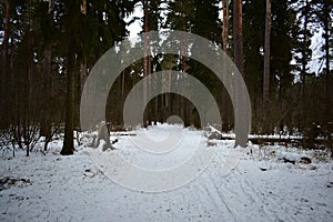 Winter road through the fir forest. Coniferous forest, tall trees, lush branches bent