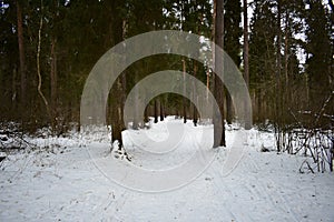Winter road through the fir forest. Coniferous forest, tall trees, lush branches bent