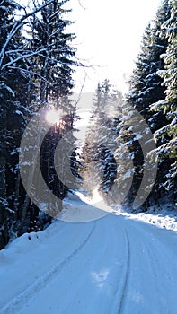 Winter road in a fir tree forest