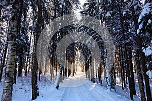 winter road in the forest