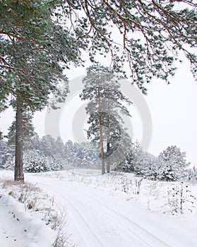 Winter road in the forest