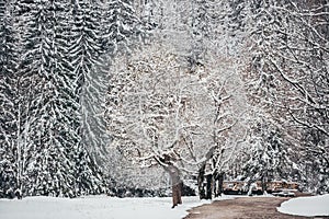 Winter road in the forest among the high snow-covered fir trees mountain in background