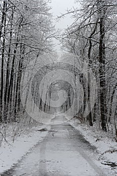 Winter road in the forest with trees covered with snow and hoarfrost on a cloudy day