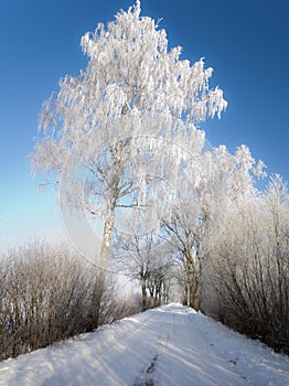 Winter road with frosted trees and rime