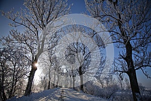 Winter road with frosted trees and rime