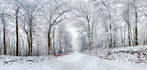 Winter road in frozen forest, panorama