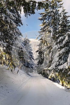 Winter road through the frozen woods