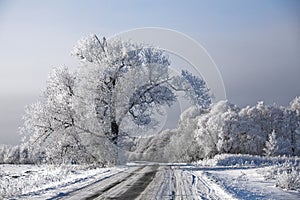 Winter road landscape frosted trees rime