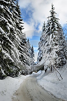 Winter road through the mountain forest