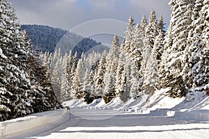 Winter road, mountains and pine trees covered in snow