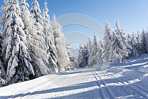 Winter road in mountains. Trees covered with fresh snow.