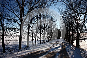 Winter road among oaks.