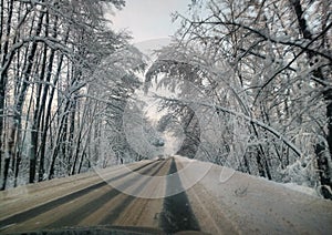 Winter road in the pine forest.