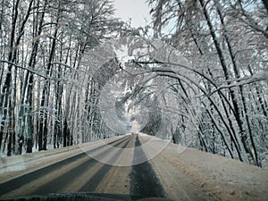 Winter road in the pine forest.