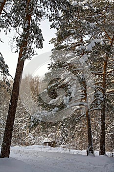 Winter road in a pine forest