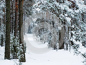 Winter road in the pine forest.
