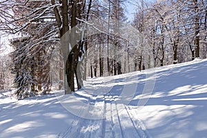 Winter road running between the frozen trees