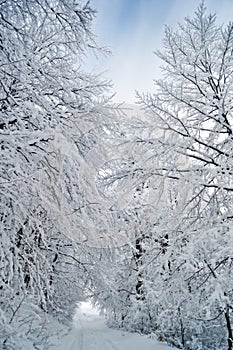 Winter road running between frozen trees