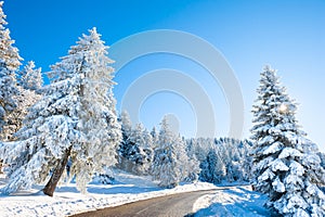 Winter road with snow-covered trees. Beautiful winter landscape