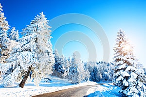 Winter road with snow-covered trees. Beautiful winter landscape