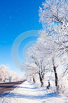 Winter road with snow-covered trees and blue sky