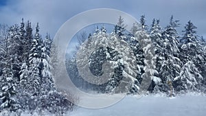 Winter Road Snow fir, Thunder Bay Canada