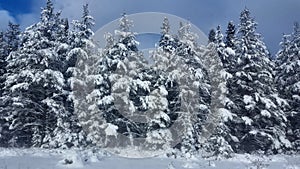 Winter Road Snow fir, Thunder Bay Canada