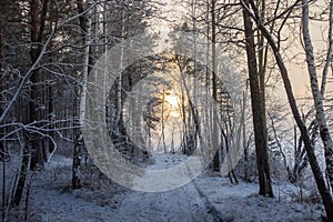 Winter road in the snowy forest russia