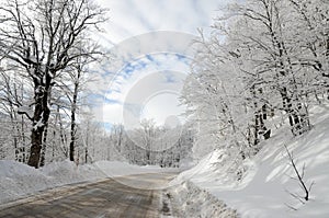 Winter road in snowy forest. Trees in forest covered with snow on sunny winter day.  Amazing Winter Landscape in February. Winter