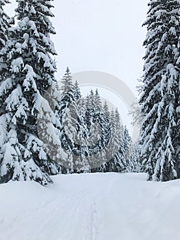 Winter. The road among the tall spruce trees. A beautiful landscape covered with snow. Tatra mountains, Zakopane, Poland, Europe