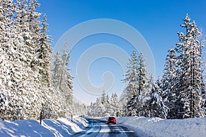 Winter road throught trees covered with snow