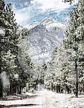 Winter Road to Humphrey`s Peak in Flagstaff Arizona photo