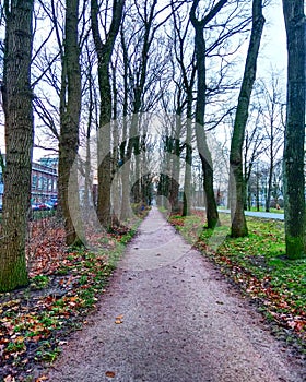 Winter, road, trees in Wageningen Holland