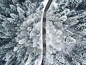 Winter Road trough a forest with trees covered in snow