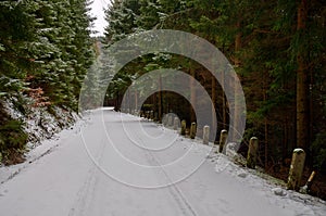 Winter road under the trees