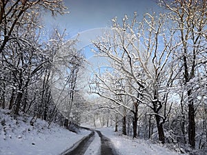 Winter Road in woods